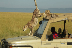 3-day-masai-mara-karumuna-safaris