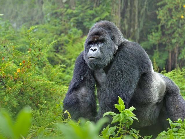 14 DAY MASAI MARA IN KENYA AND GORILLAS IN UGANDA - Gorilla Tours In Uganda  | Gorilla Trekking | Uganda Safaris | Best Tour & Travel Company in Uganda